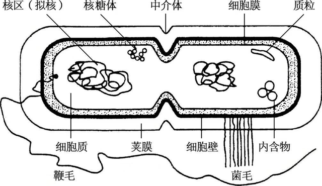 细菌细胞基本结构由细胞壁