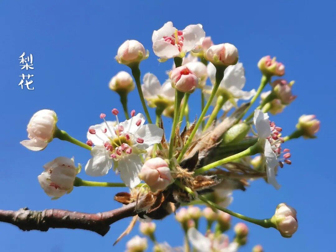 每日一花 梨花 知乎