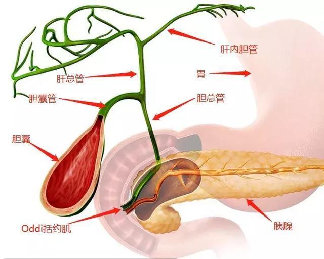 “胆”字当头无小事——说一说胆囊常见病 - 知乎