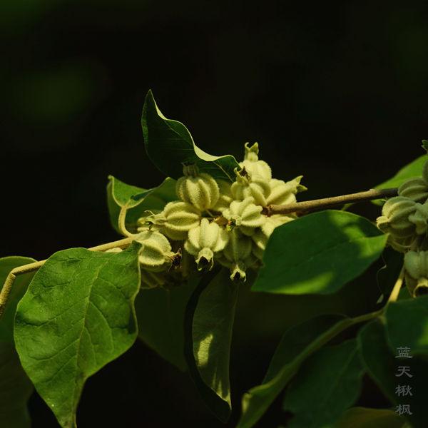 榆葉梅,桃屬,漂亮的春花香茶藨子,這種茶藨子不是吃的,觀賞植物迎春花