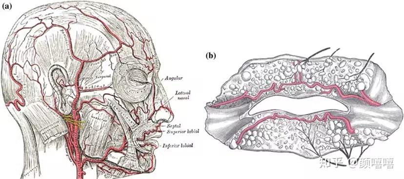 唇部动脉分布图图片