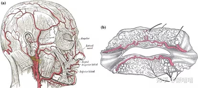 嘴唇血管分布图片