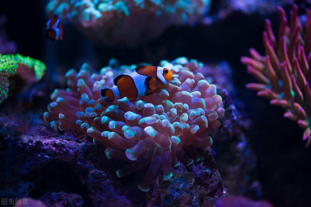 养鱼的4种玩法,草缸南美缸原生缸海缸,你想玩哪一种? - 知乎