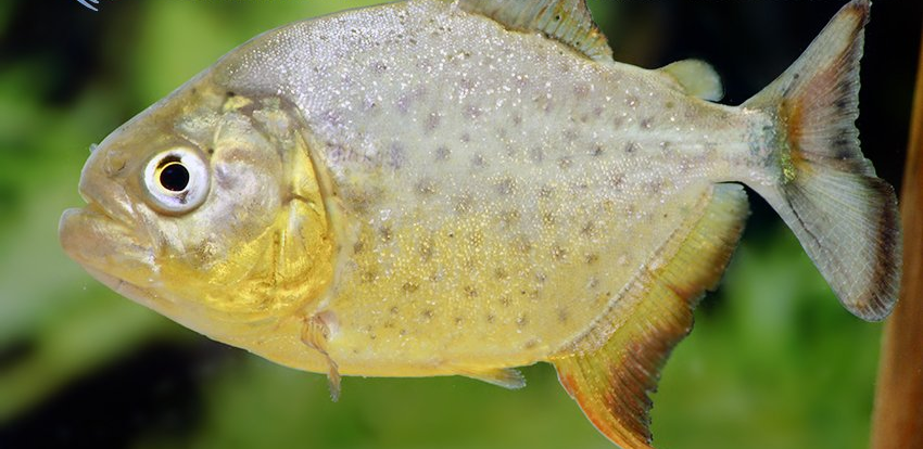 水虎鱼科普这种鱼恐怖片常用