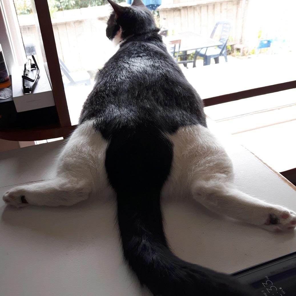 猫为什么喜欢摊平趴着? 