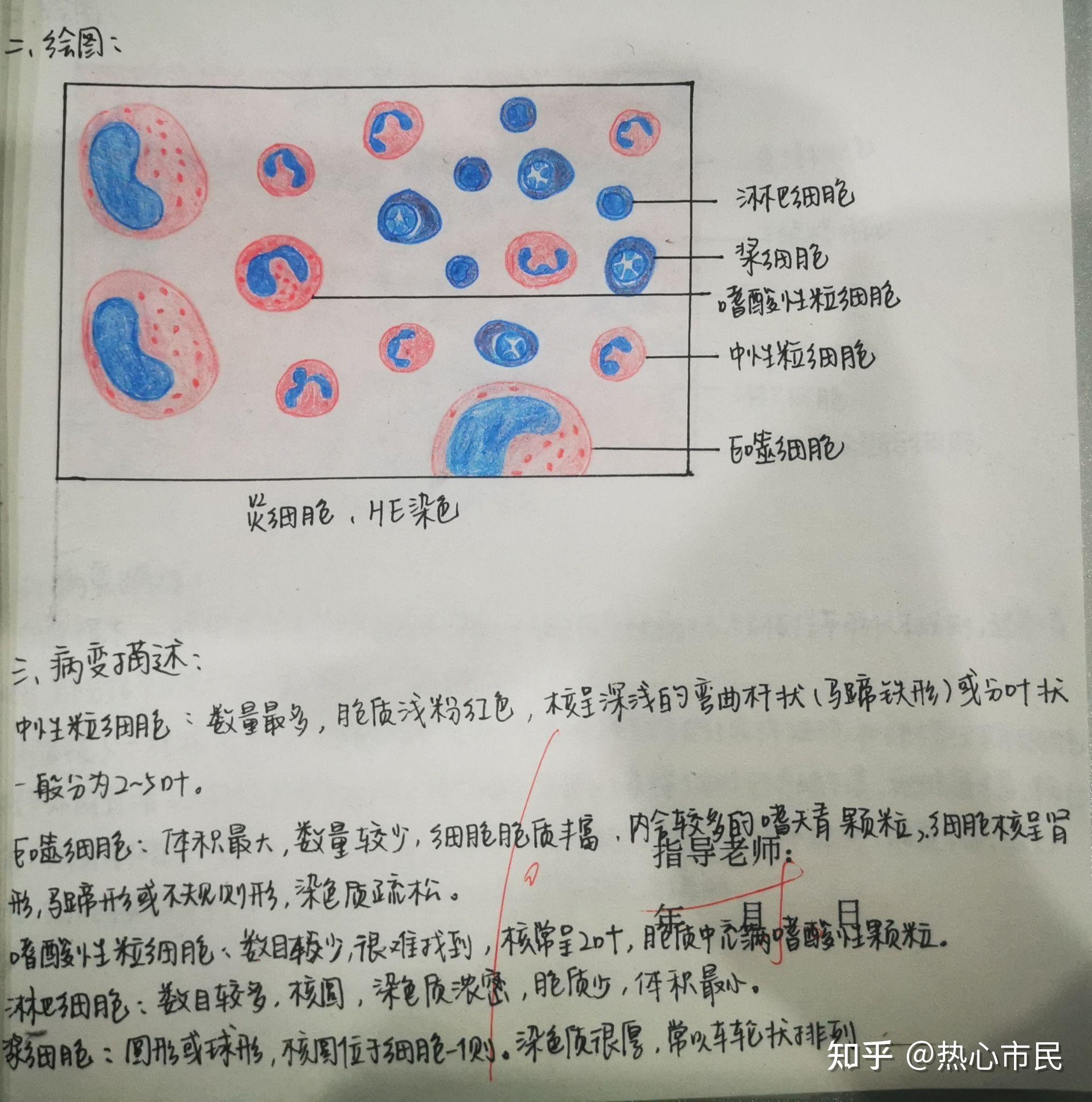 嗜酸性粒细胞图片手绘图片