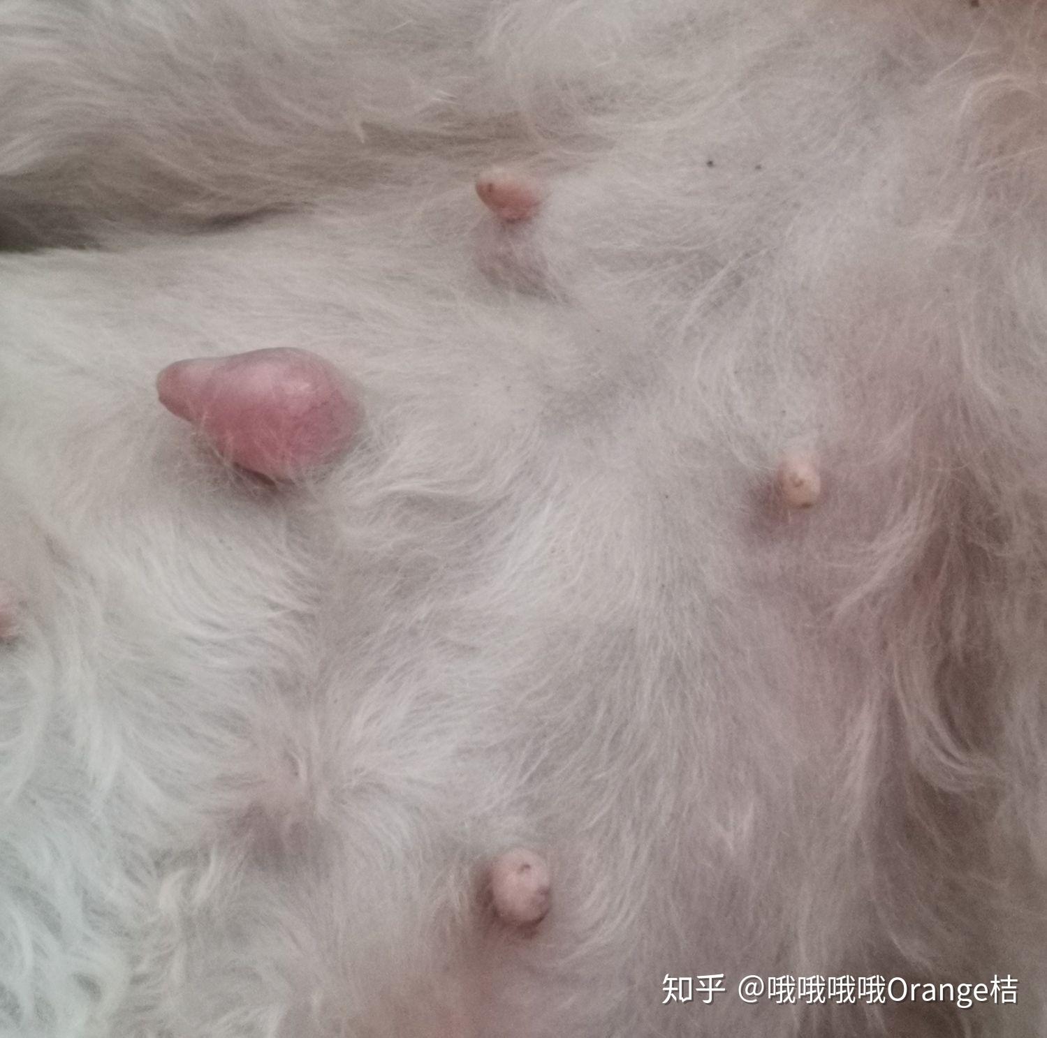 狗狗乳腺肿瘤手术成功
