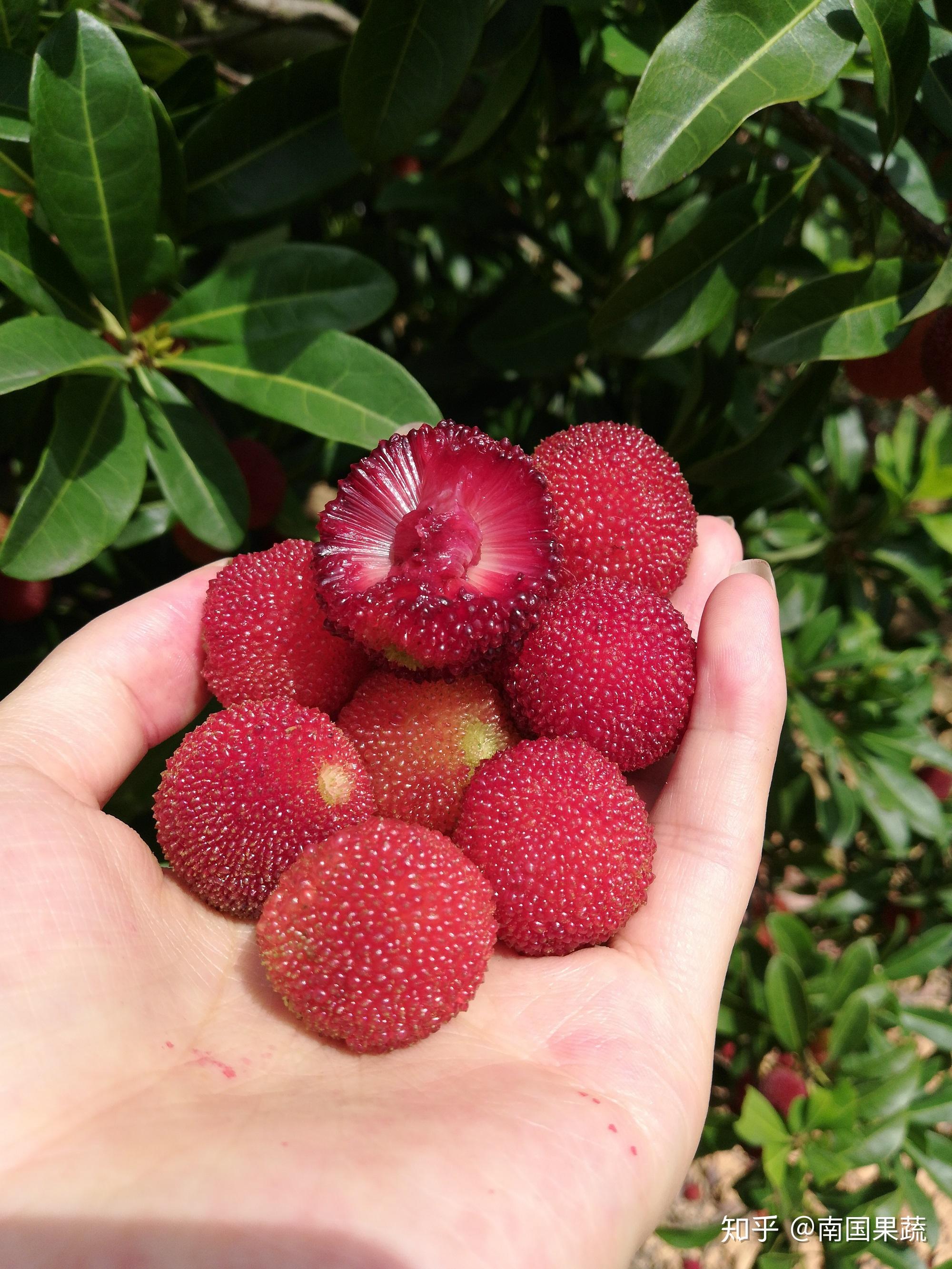 云南—红河州石屏杨梅