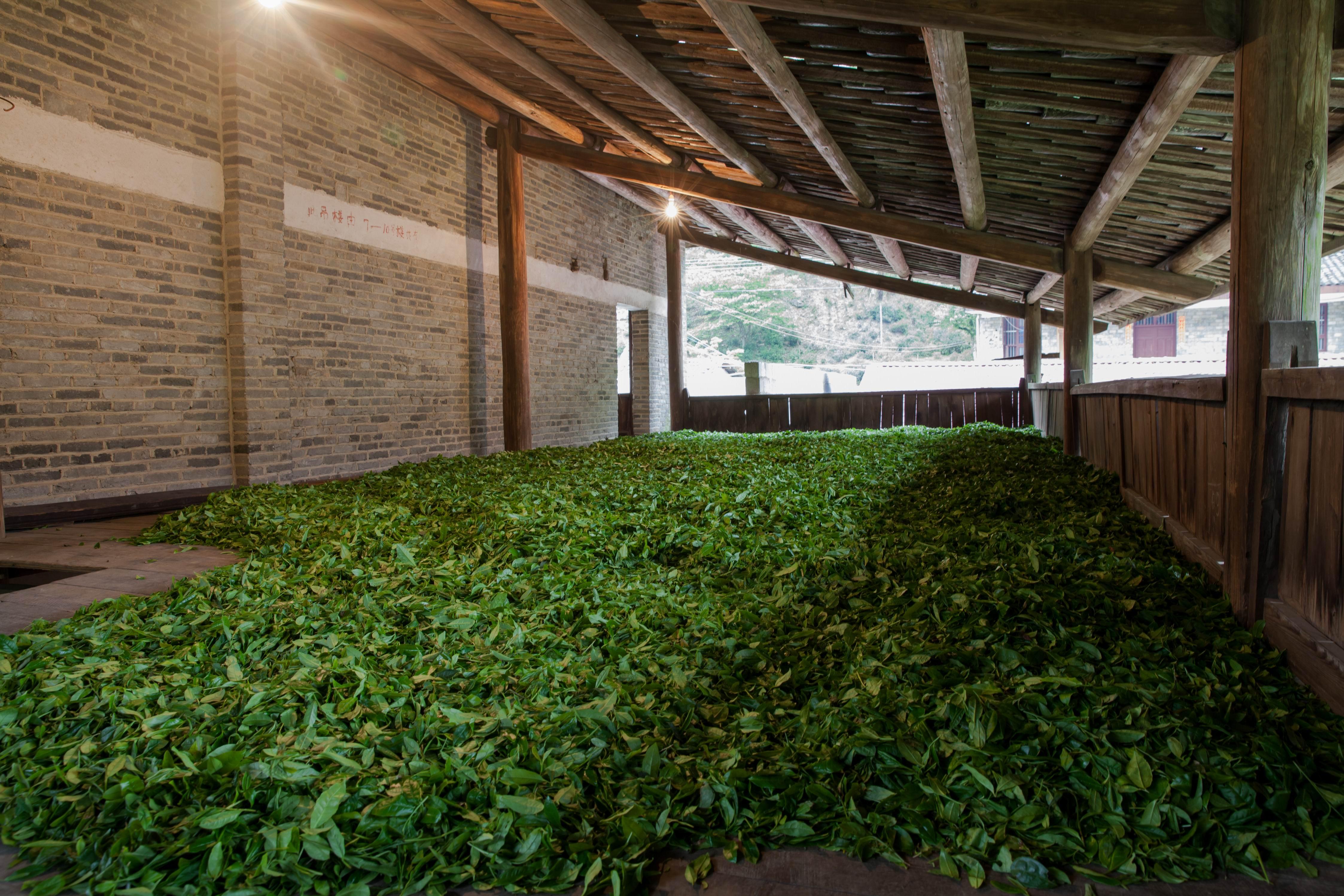 自制红茶发酵房图片