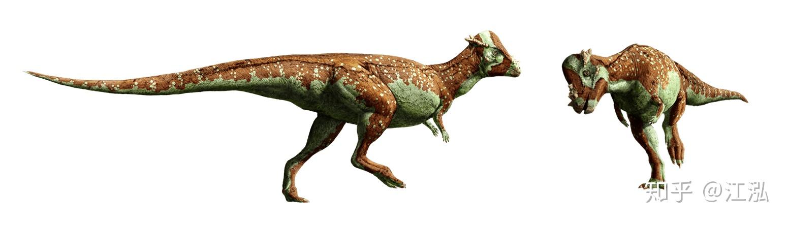 肿头龙白垩纪的铁头功