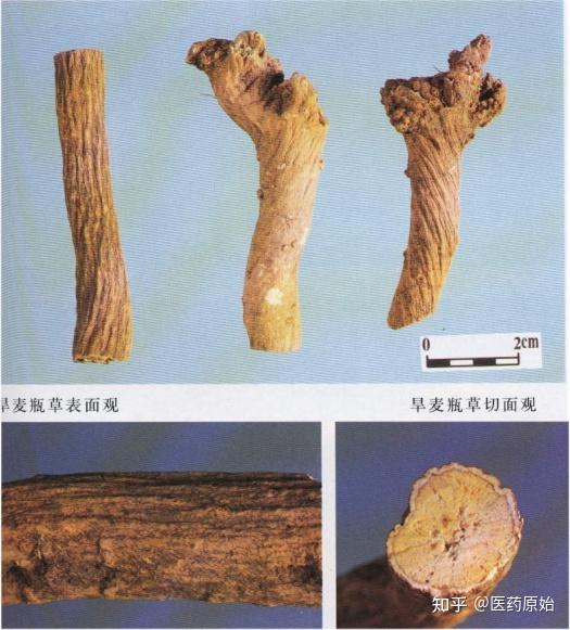带你识别银柴胡 - 知乎