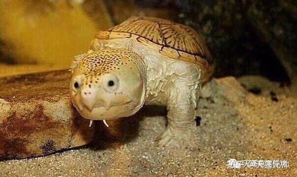 蛋龟之王华丽暴君窄桥麝香龟