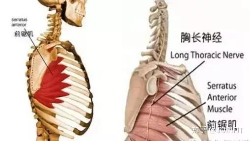 天啦噜！被你们忽视的前锯肌原来这么重要！ - 知乎
