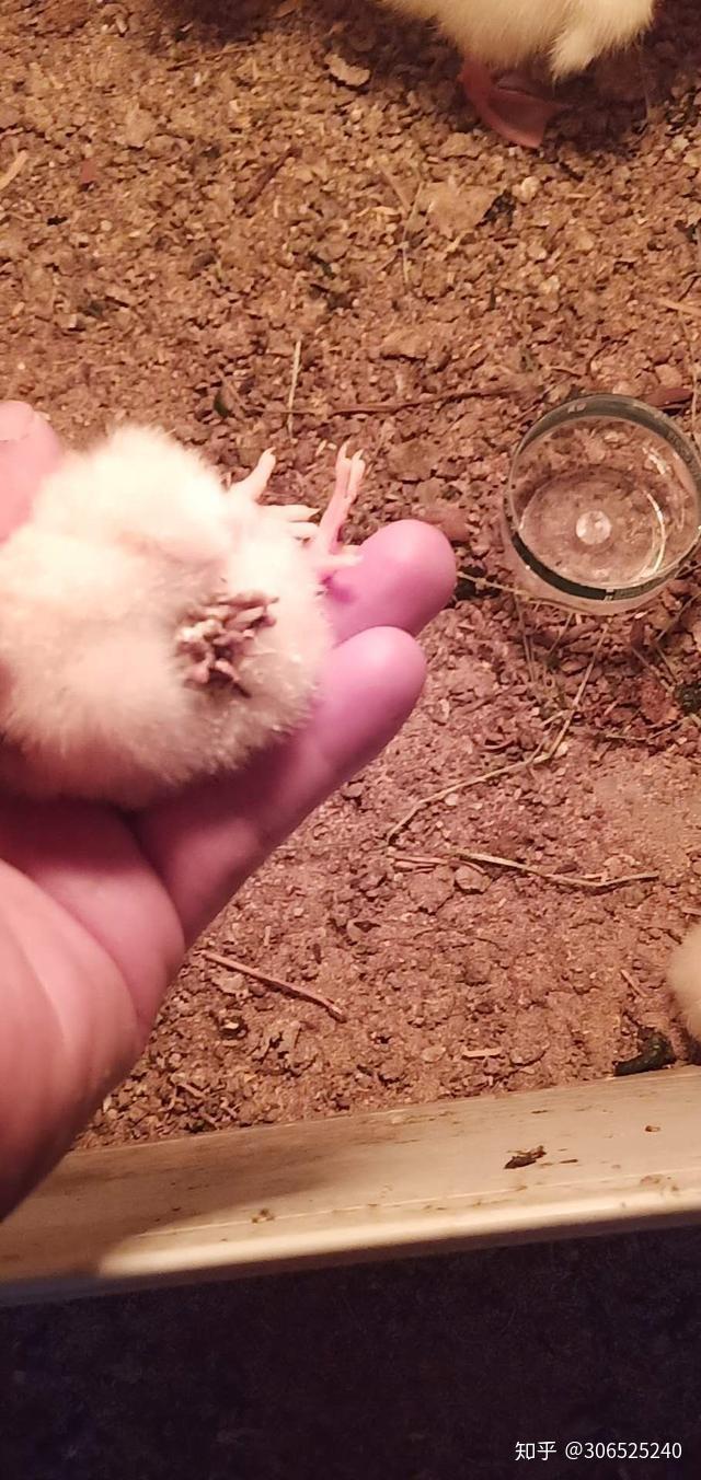 鸡雏不同的呼吸困难症状养殖户如何区分