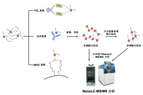 磷酸化蛋白质组学 知乎 