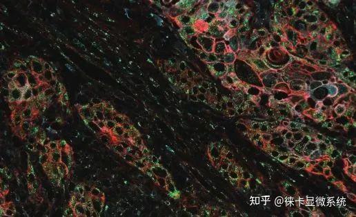 多重荧光标记101：基本术语表 - 知乎