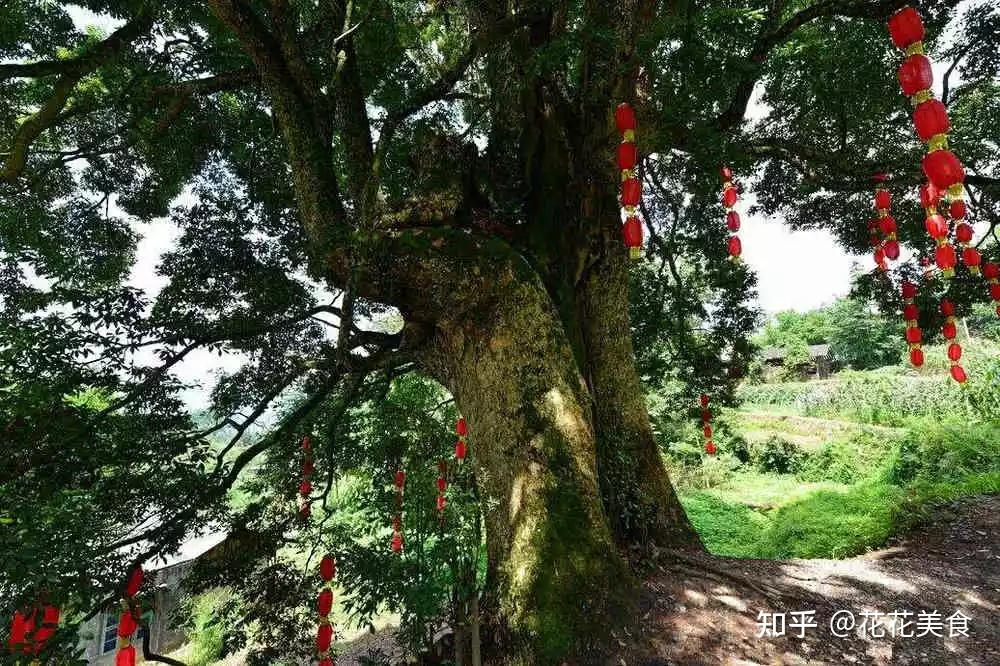 中国最贵的三棵树，一棵配有警卫，一棵投保1个亿，还有一棵…… - 知乎