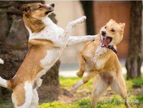 怎么看小狗有没有被抛弃过 v2-331eef47e6fbb4f71a0ff5fde9f2066a_r.jpg