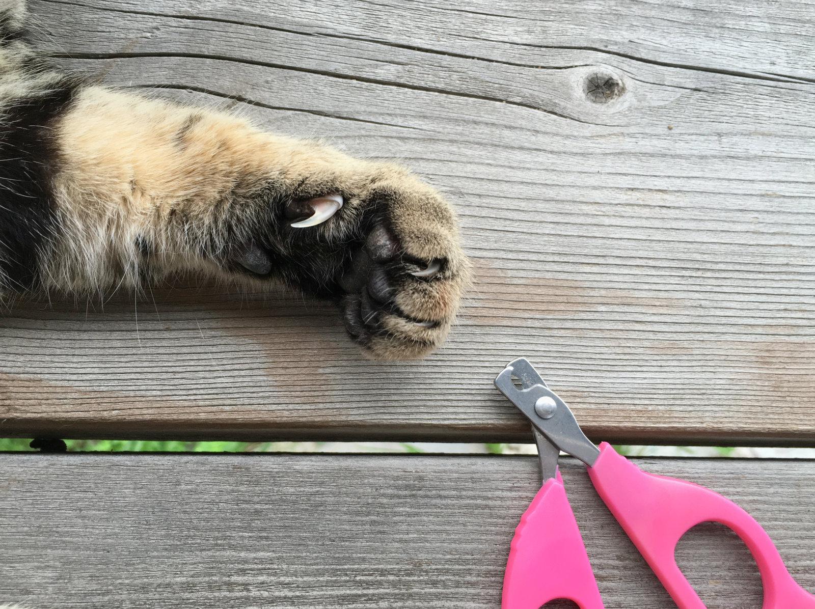 小猫指甲怎么剪,给猫剪指甲的技巧,猫咪指甲的线图_大山谷图库