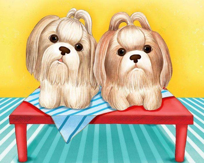 每日一宠西施犬