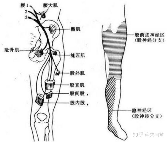 腰丛的分支包括髂腹下神经(t12,l1),髂腹股沟神经(l1),股外侧皮神经