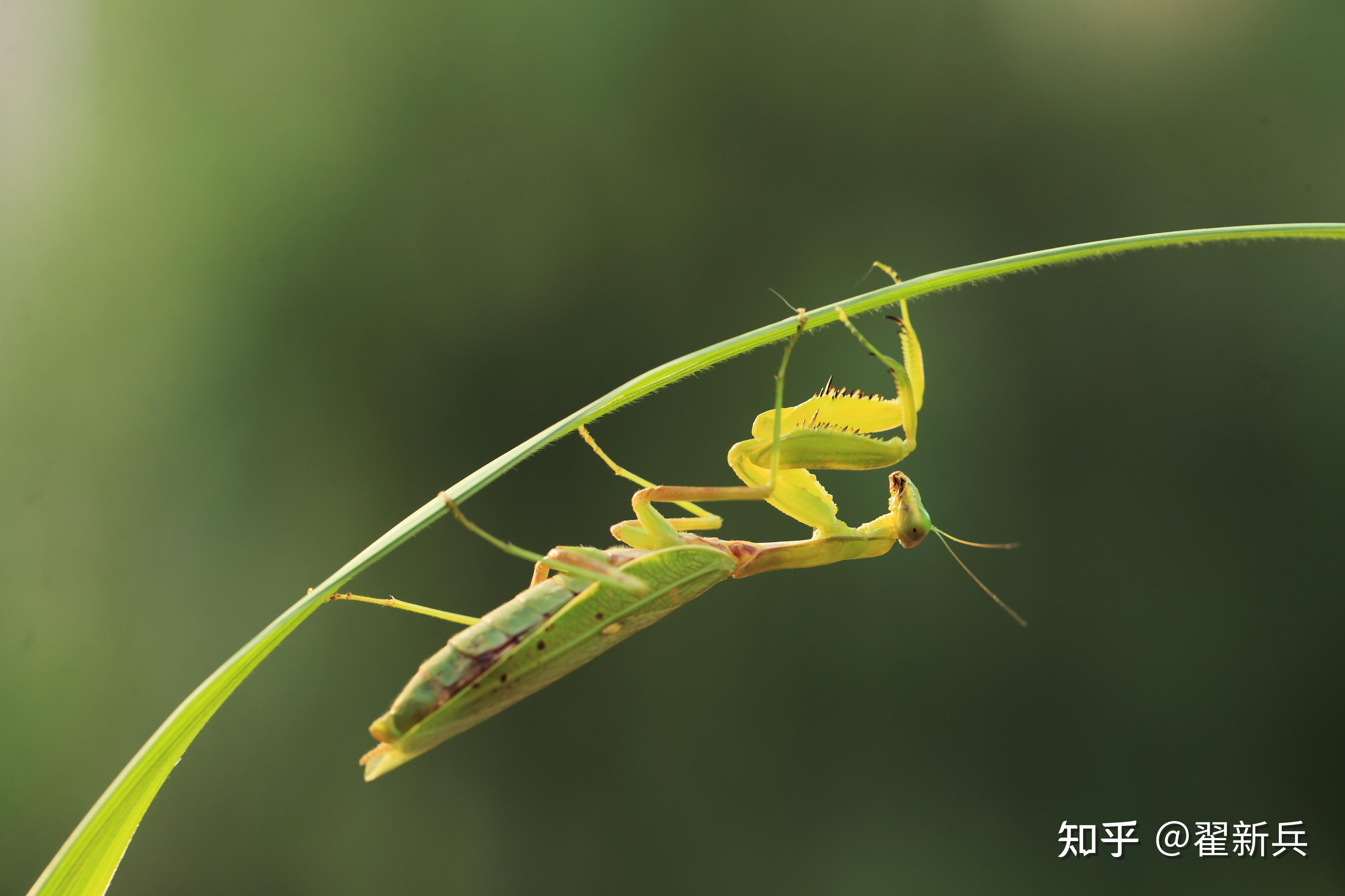 世界上最凶猛的昆虫图片