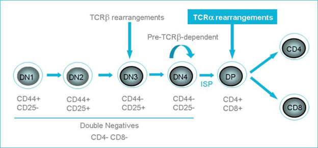 t细胞发育全过程按照细胞表面cd4/cd8表达情况可以分成double