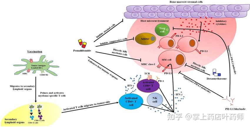 多发性骨髓瘤的克星泊马度胺(柏马度胺/pomalidomide)你真的了解它吗?七个患者常见问题解答,国内已上市进入医保! - 知乎