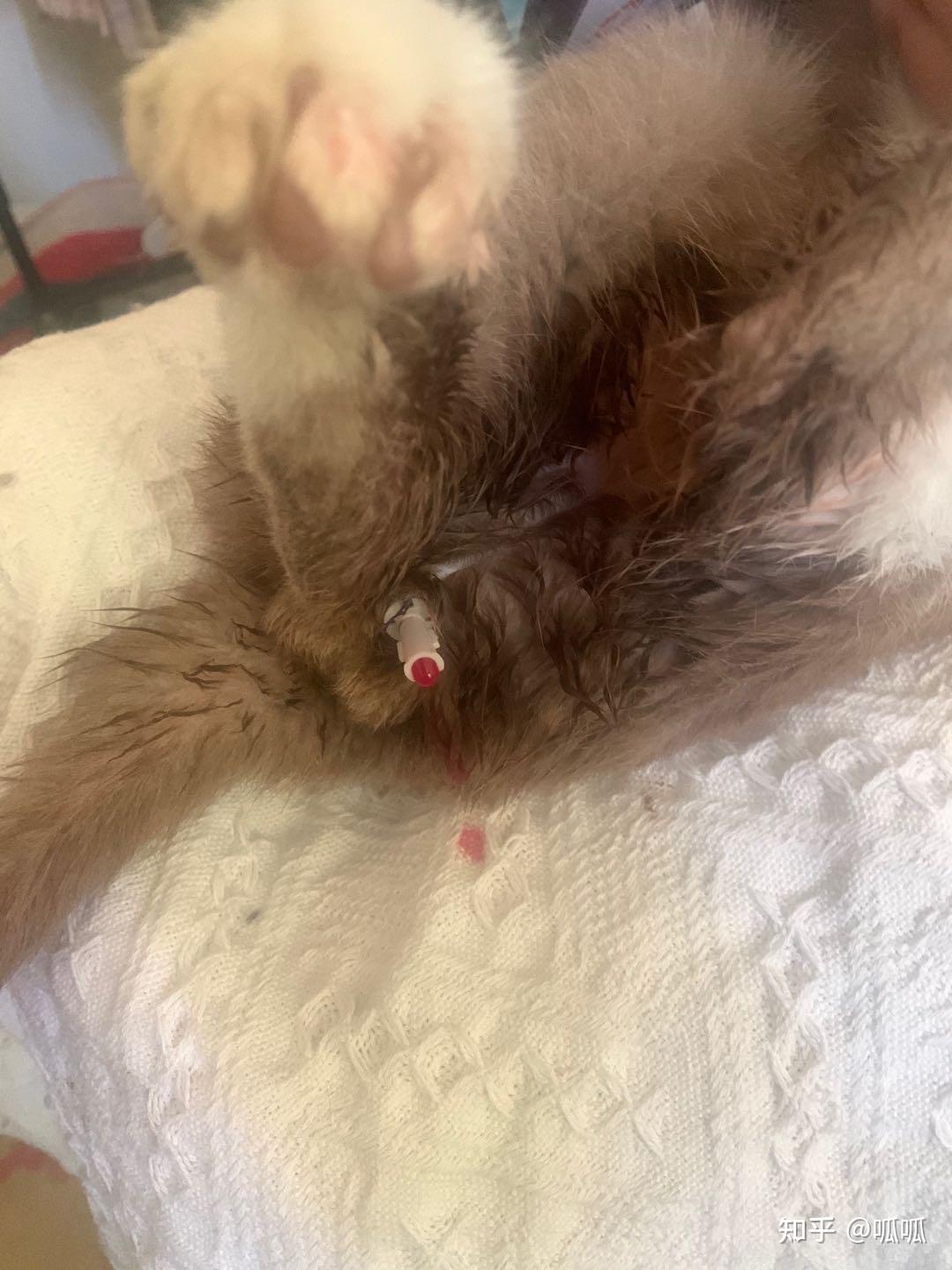 不行的话别拿猫咪生命冒险了 ,万一xiaogg插坏了 或者管子留在膀胱 那