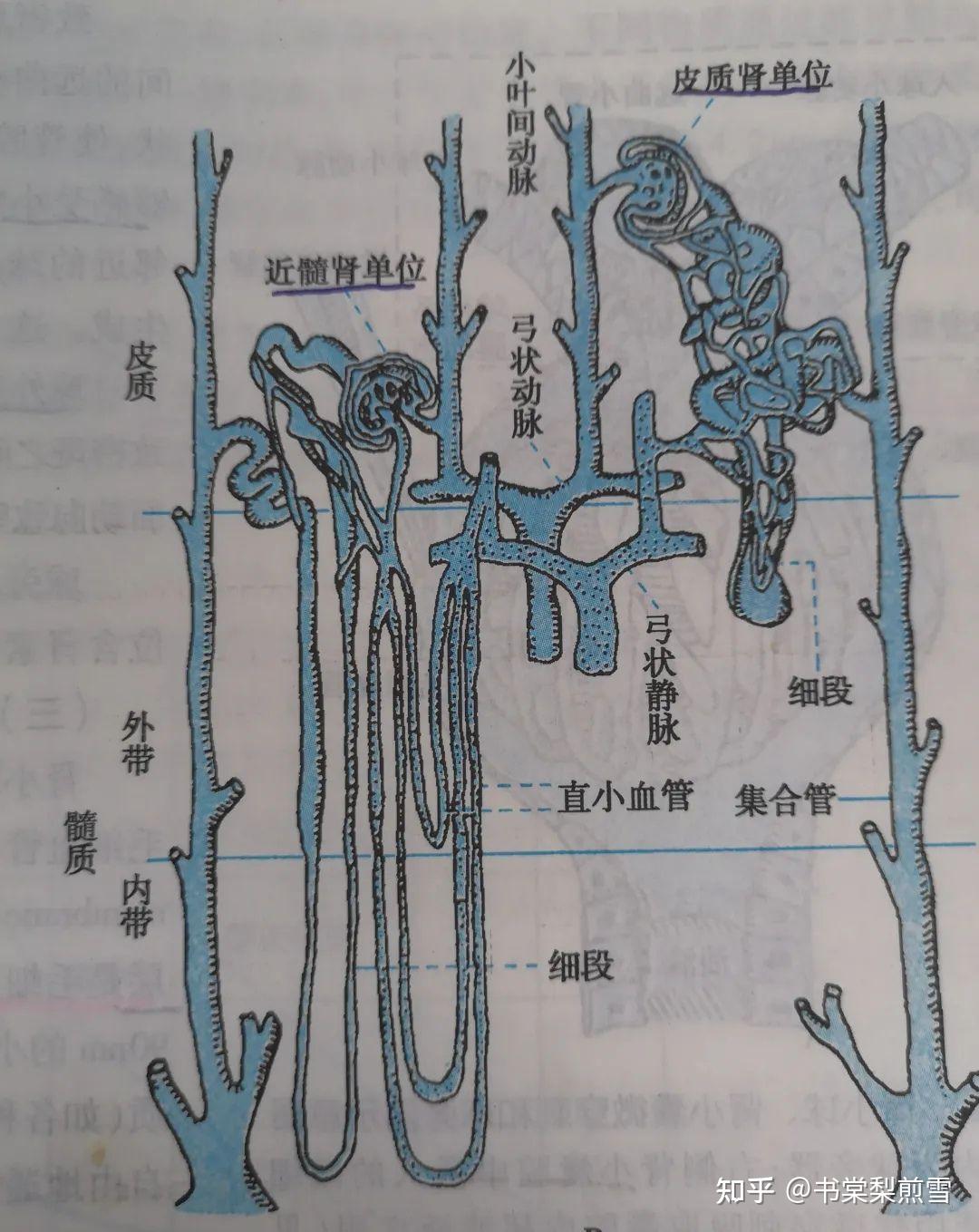 关于肾单位的知识汇总 - 知乎