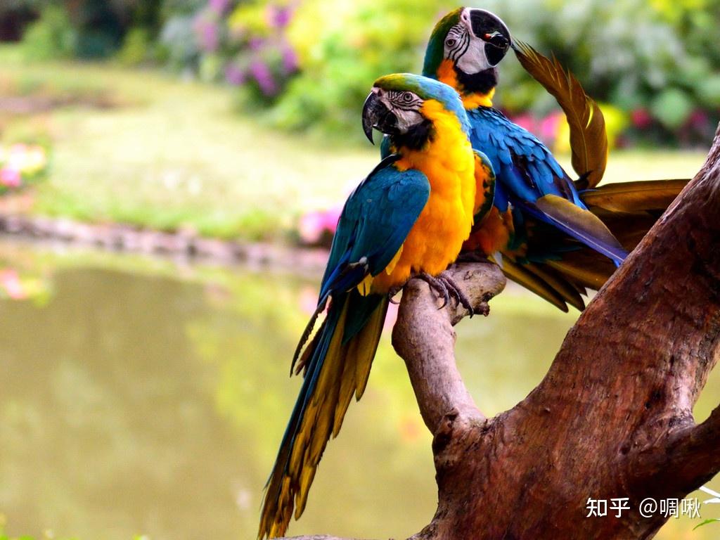 长隆飞鸟乐园官方网站|广州长隆度假区