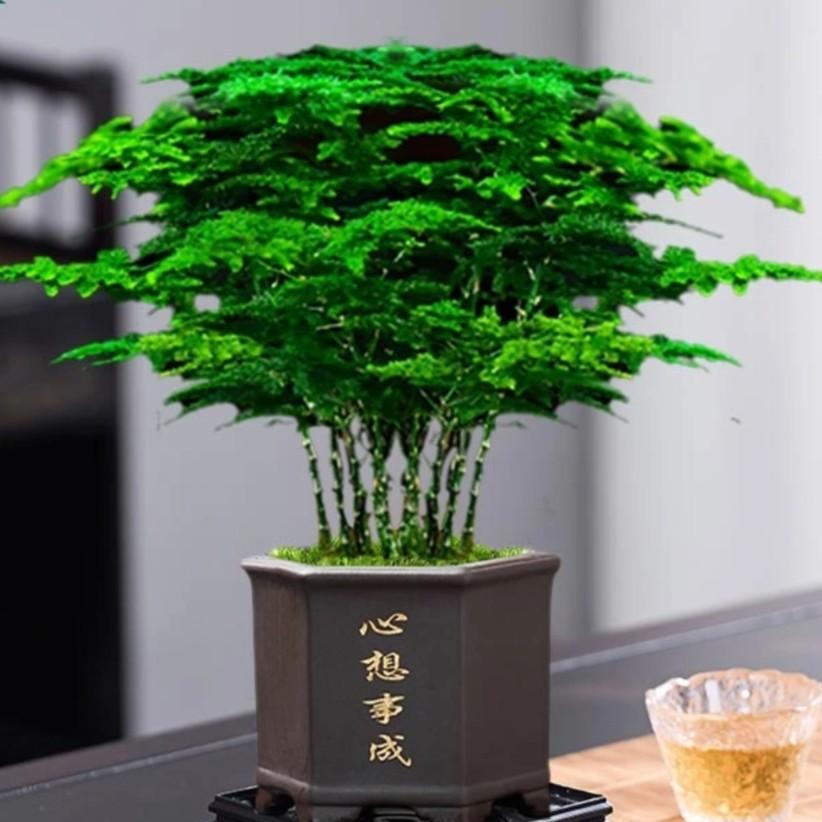 阳光