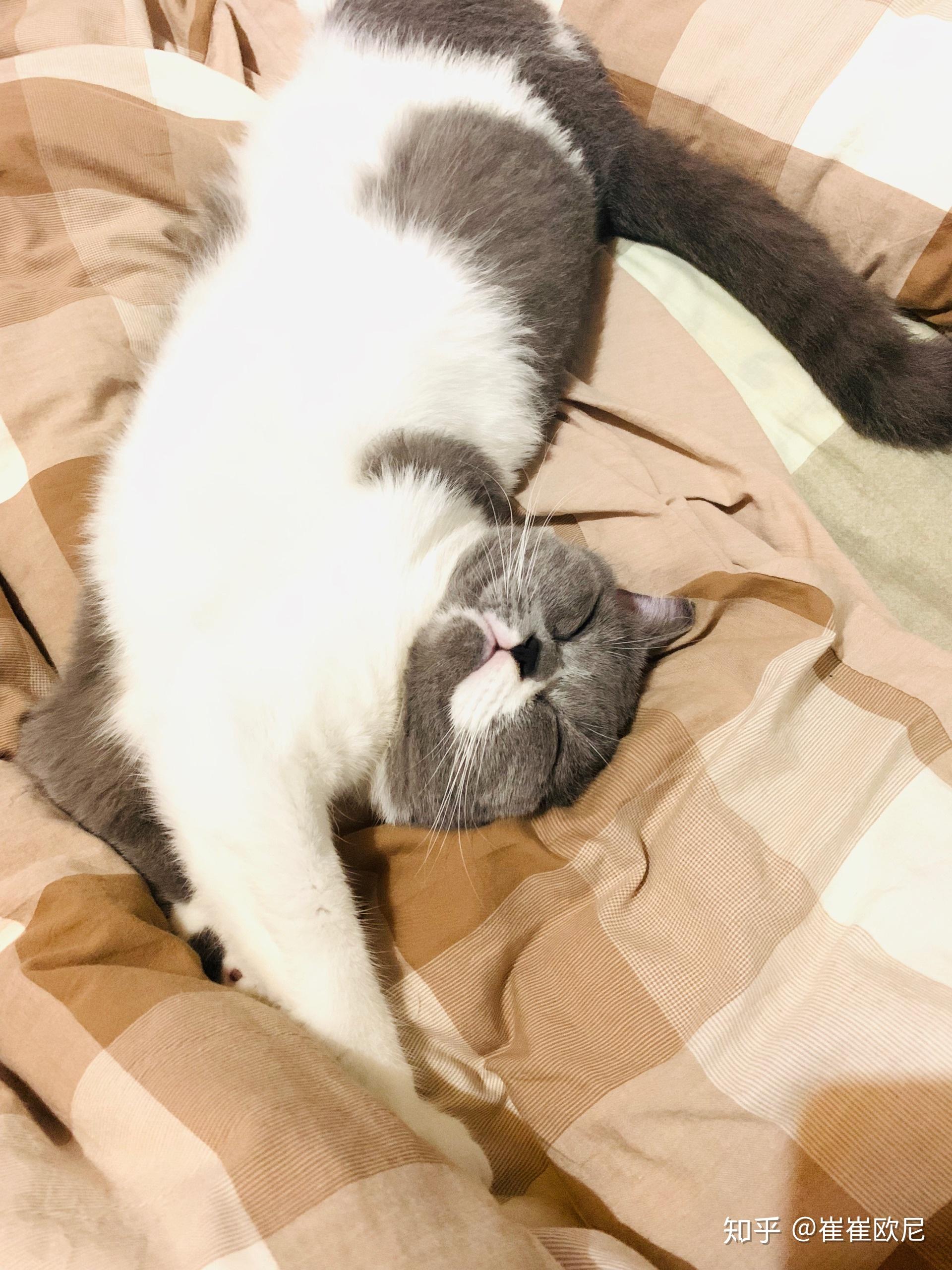 你家小动物有哪些睡得真香的睡姿