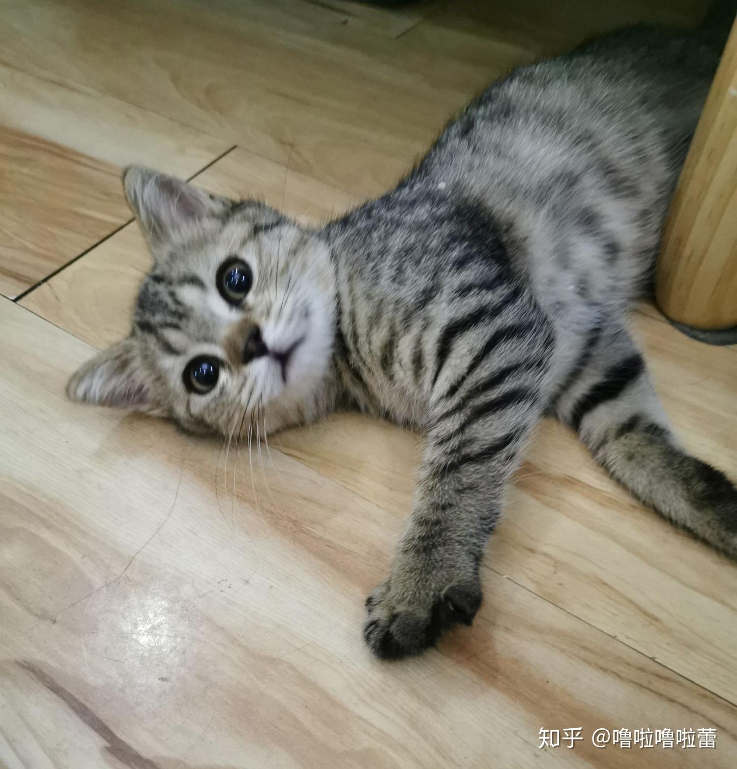 怎么感觉像狸花猫他的父母都是银渐层700块好亲啊这个是金渐层吗