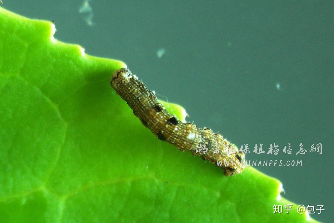 植保档案茶尺蠖