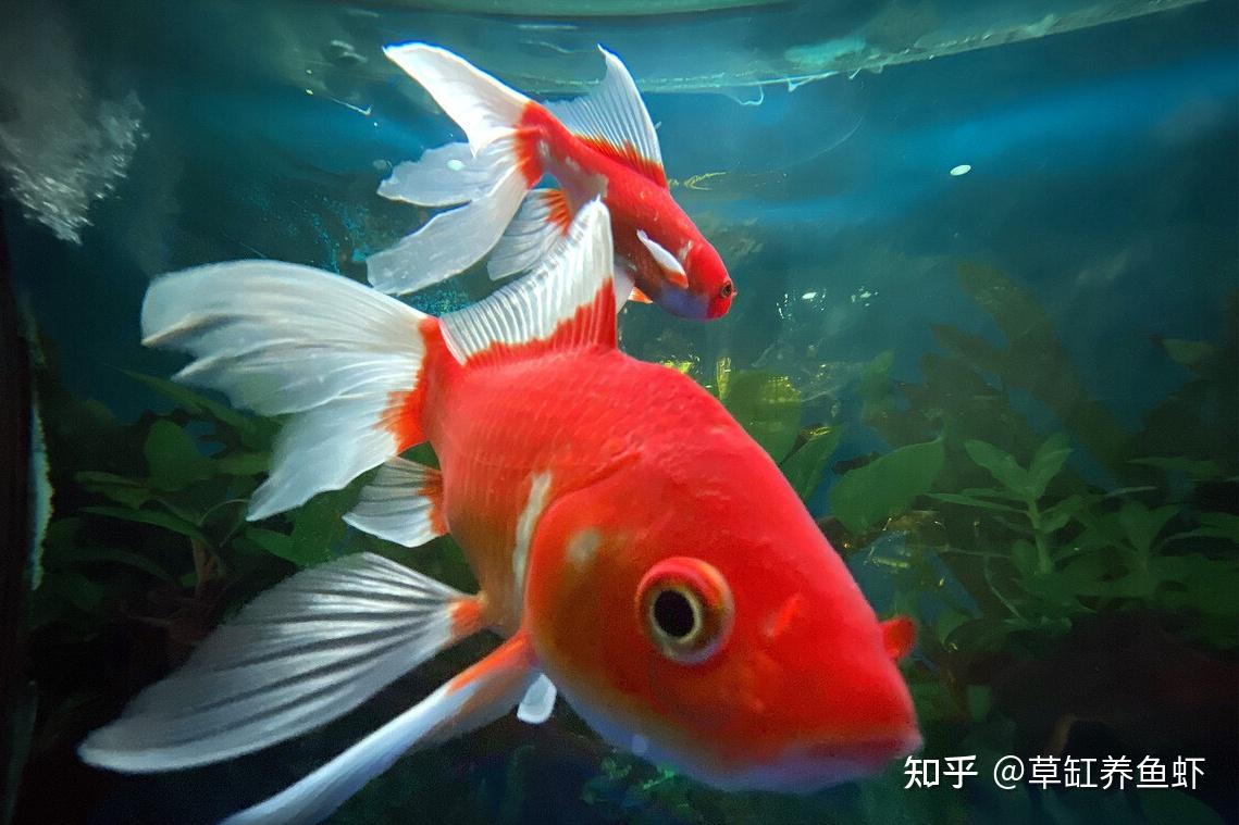 一 ,選金魚,看身材和顏色.