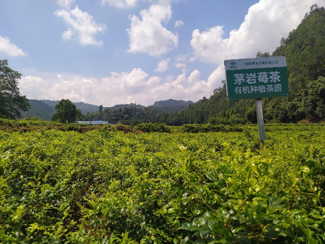 那家的莓茶最正宗