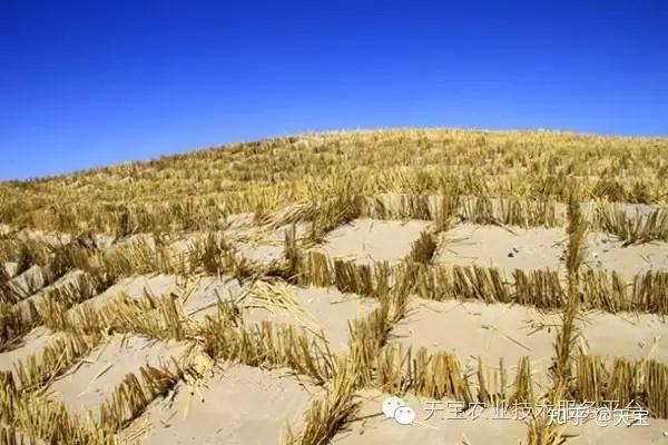 沙土 黏土 盐碱土改良小技巧 知乎