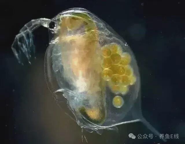 浮游动物的四个分类(三)浮游生物中的枝角类(水蚤) - 知乎