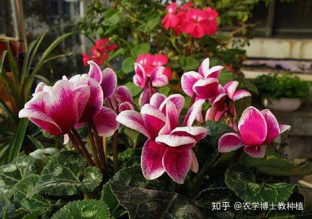 仙客来，养护技巧多！掌握这几点，花期长、花量大，轻松开爆盆 - 知乎