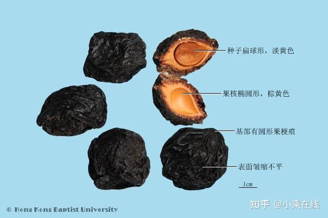 乌梅(中药材资料、植物图像、含乌梅的中成药) - 知乎