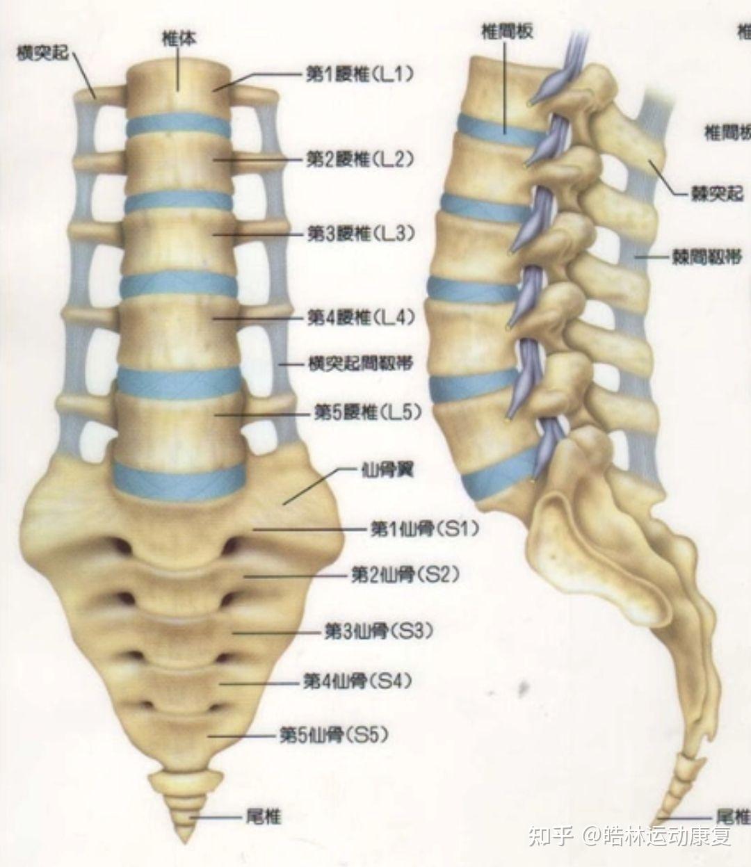 腰椎第4第5节位置图图片