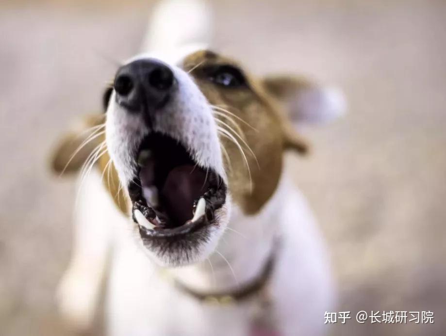 行为咨询和行为诊断 | 犬猫行为问题学连载53 - 知乎