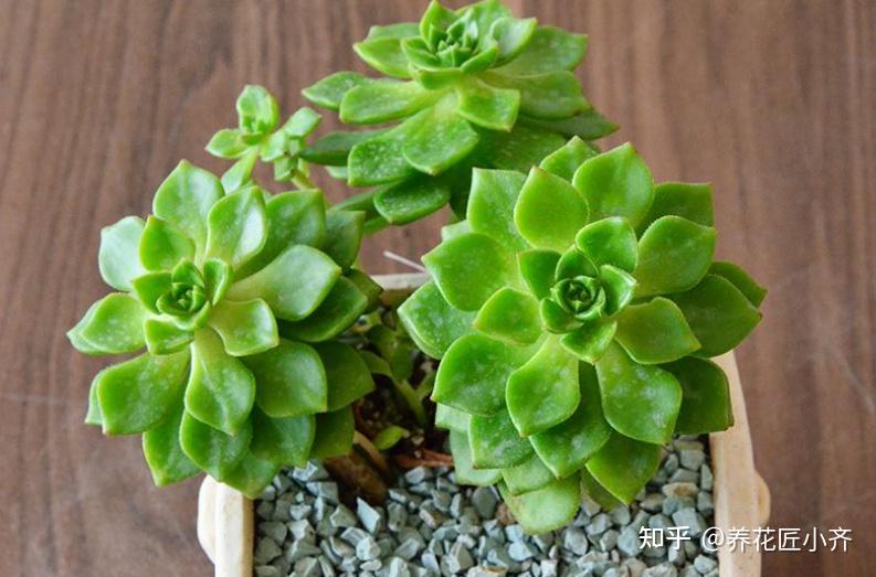 怎么在家里种豆芽视频 v2-33a4c9a5f654f94fa65aa67ac954d2fe_r.jpg