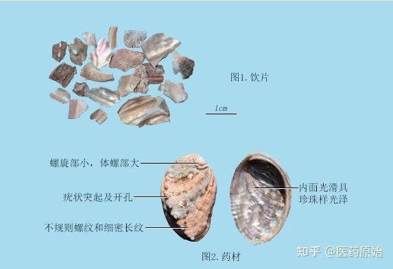 带你识别石决明