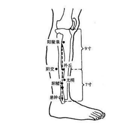 腿部外侧是什么经络图片