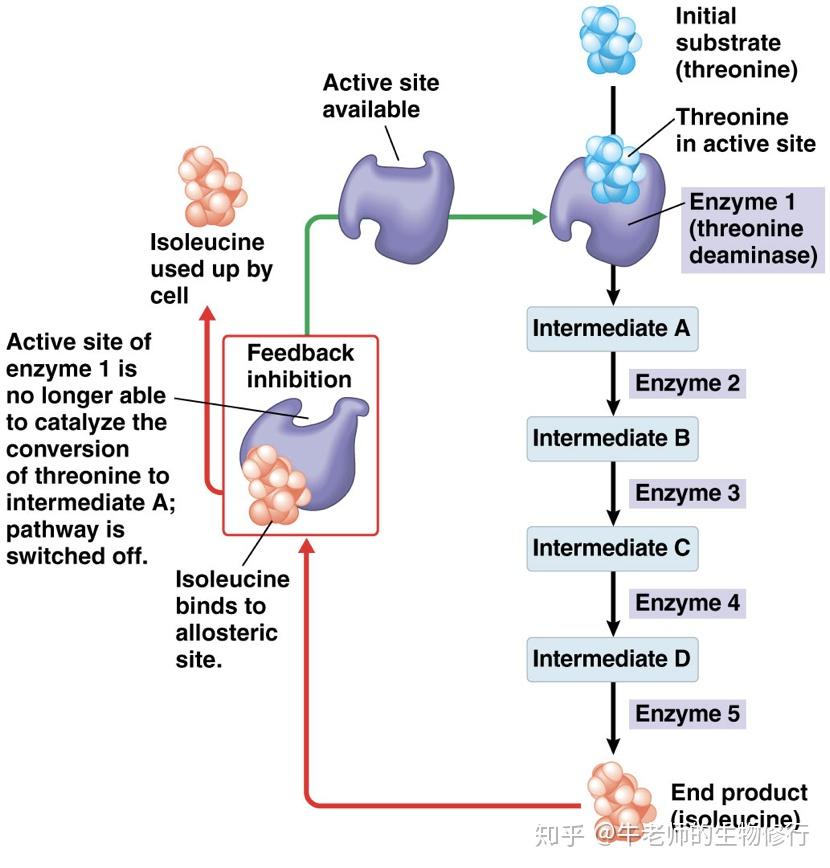 inhibitor结合到metabolic pathway的第一个enzyme的allosteric site