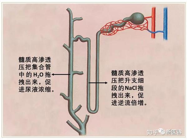 肾髓质高渗透梯度尿液浓缩的主力