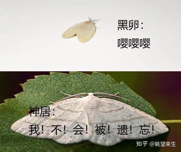 如果你来给游戏空洞骑士写成霸道总裁文你会如何写