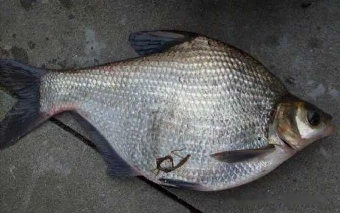 刺多吗?鳊鱼有刺,但刺比鲫鱼,鲤鱼等少得多!